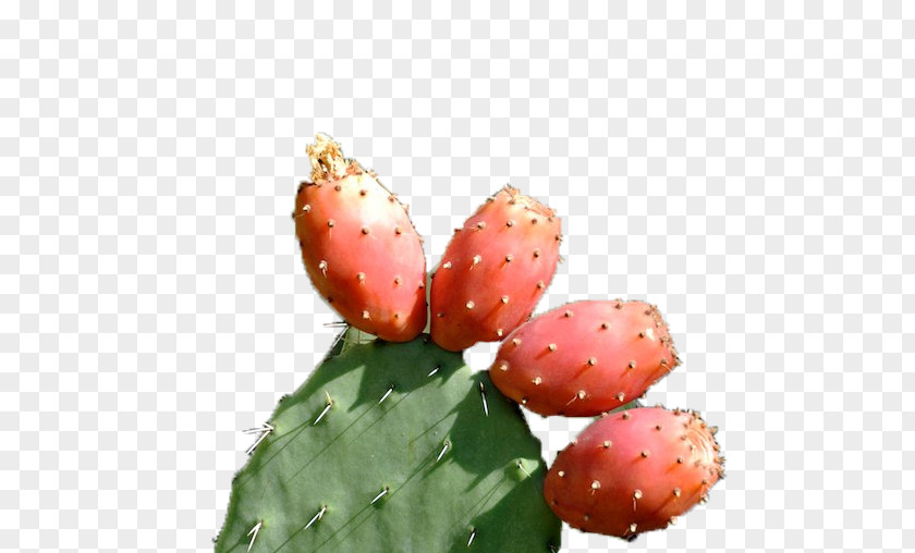 Strawberry Barbary Fig Eastern Prickly Pear Nopal PNG