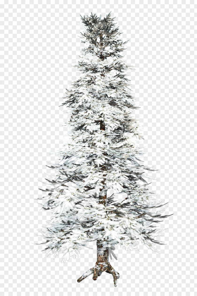 Tree Spruce Pine Fir Winter PNG