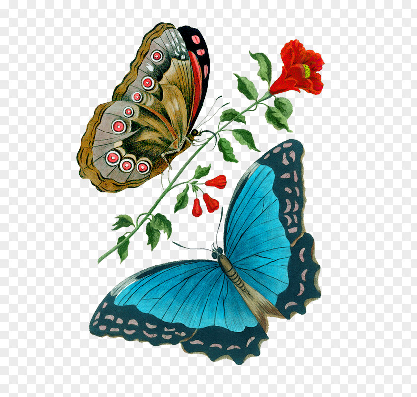 Butterfly Brush-footed Butterflies Painting Image Illustration PNG