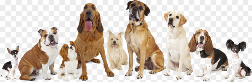 Courtney At Universal Boulevard English Mastiff Great Dane Labrador Retriever Bullmastiff Dog Breed PNG