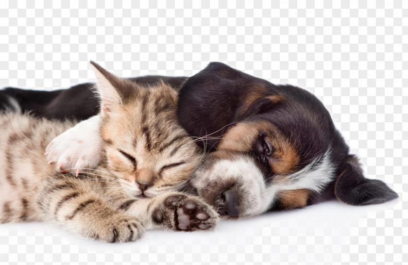 Cute Pet Cats And Dogs Basset Hound Persian Cat Kitten Puppy Ferret PNG