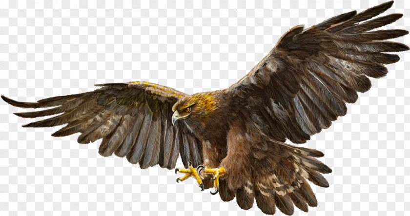 Eagle Bald Bird Golden PNG
