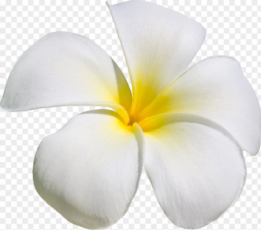 Flower Frangipani Clip Art PNG