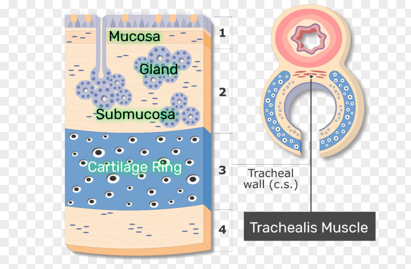 Goblet Cell Carcinoid Trachealis Muscle Anatomy Mucous Membrane Respiratory Tract PNG
