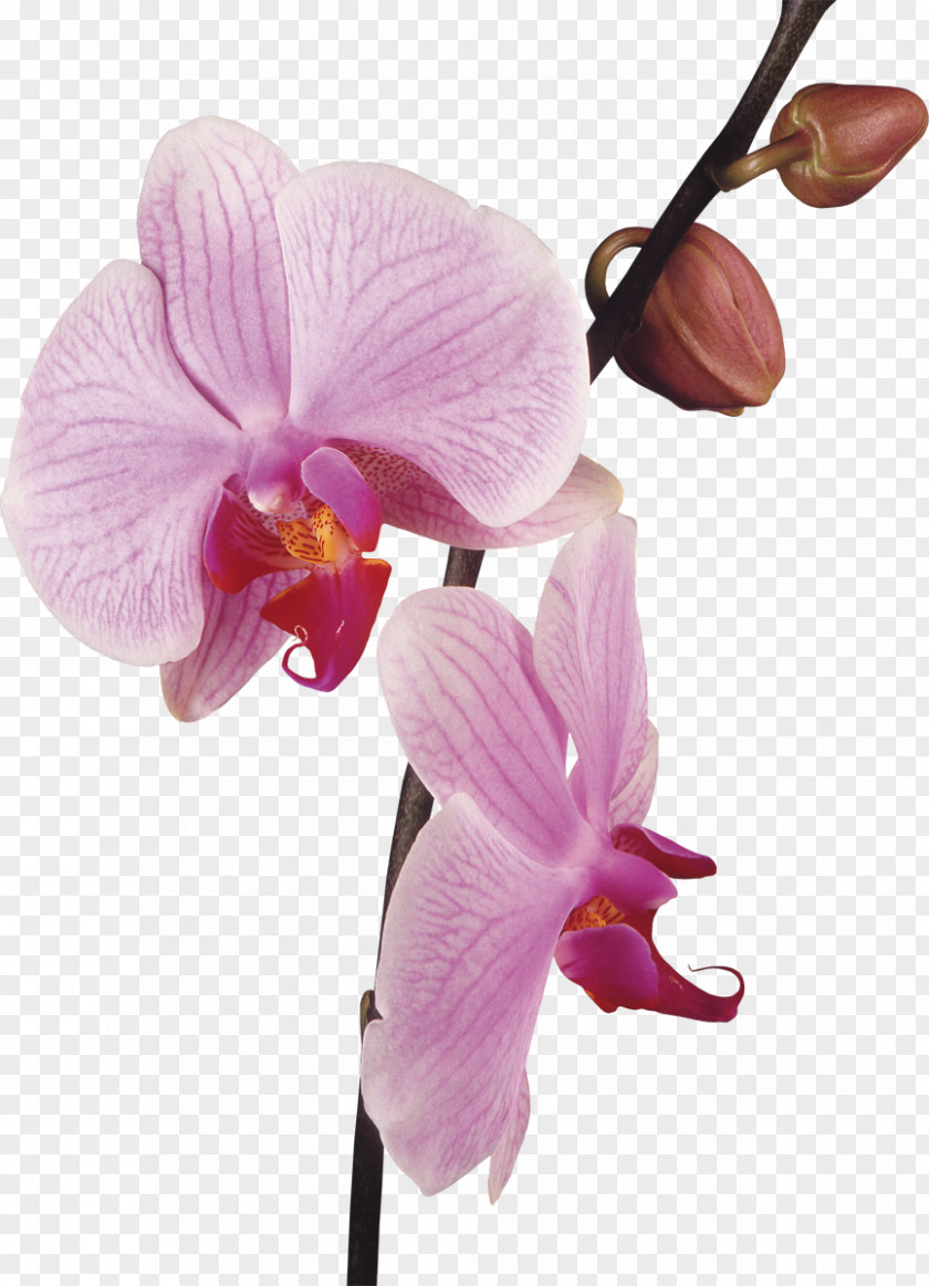Orchid Orchids Flower Stock Photography Clip Art PNG