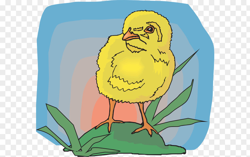 T-shirt Bird Beak Infant Clip Art PNG