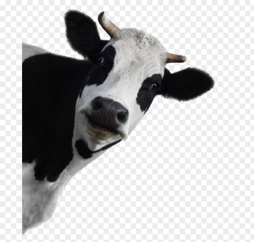 Milk Holstein Friesian Cattle Dairy Highland PNG