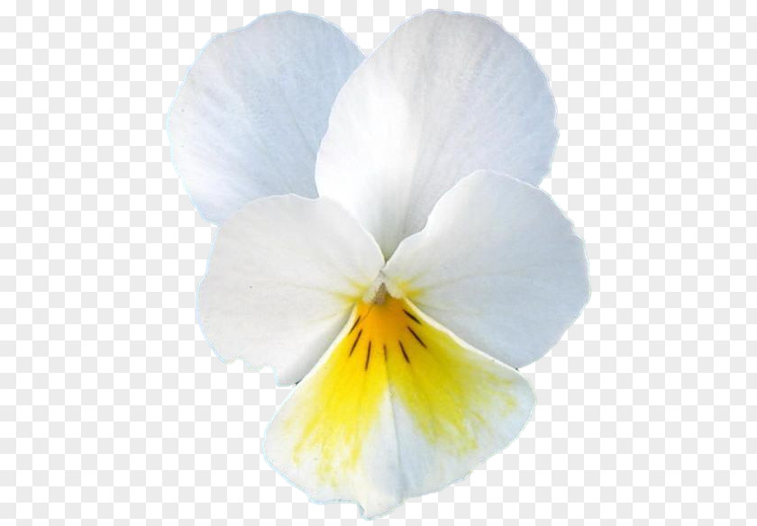 Pansy Petal PNG