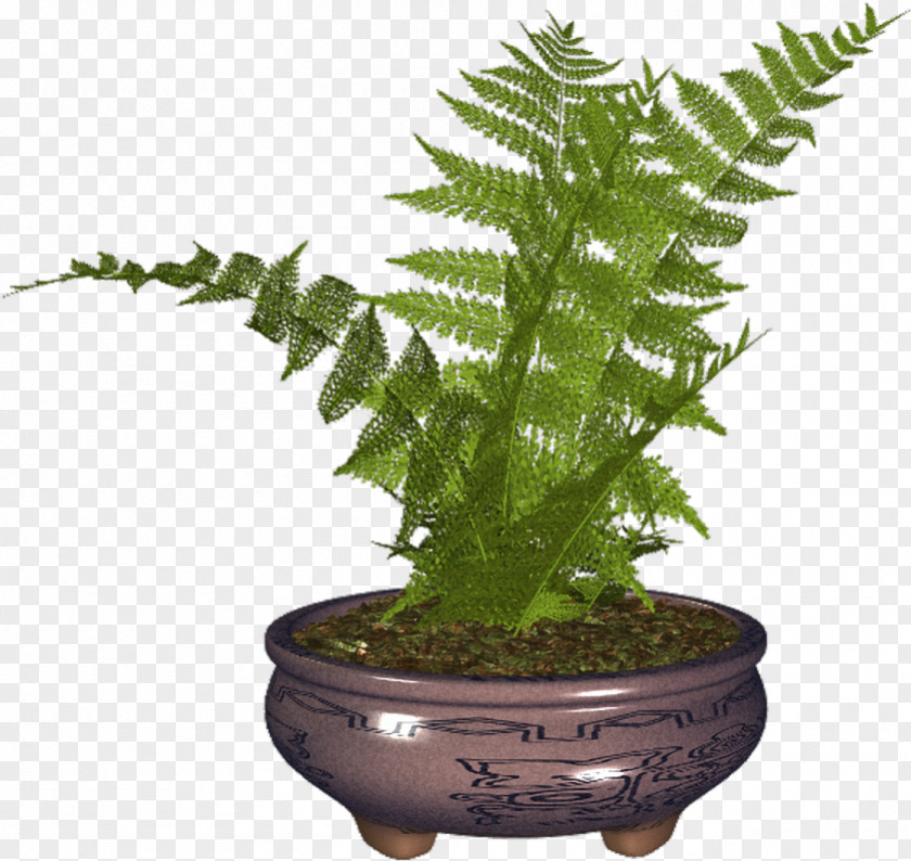 Plant Fern Clip Art PNG