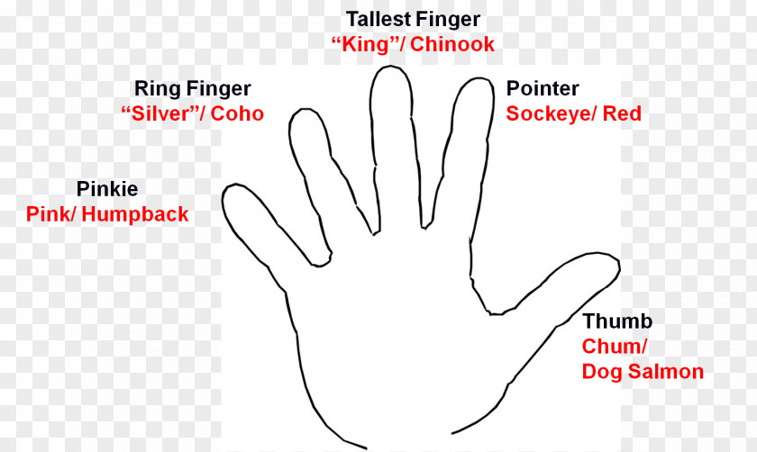 Design Thumb Finger PNG
