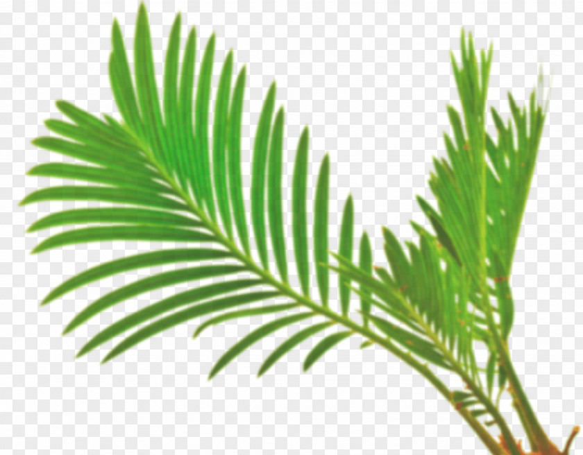 Palm Leaf Arecaceae White Green Stock Photography PNG