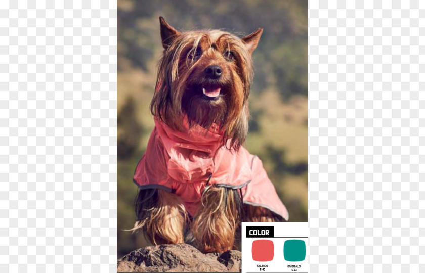 Water Dog Australian Terrier Silky Yorkshire Norwich Cairn PNG