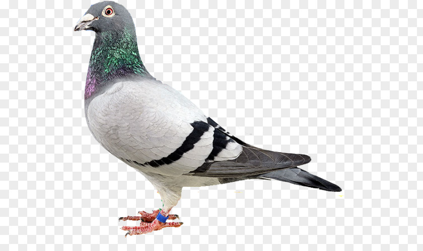 Pigeon Luzhou District Homing Columbidae Sanchong Stock Dove PNG