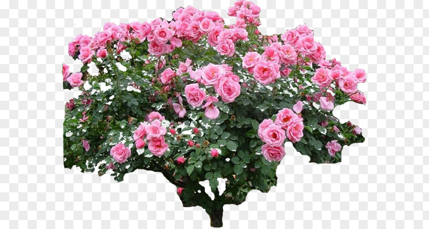 Plant Garden Roses Flower Rose PNG