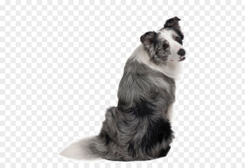 Puppy Border Collie Rough Companion Dog PNG