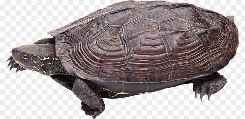 Tortuga Common Snapping Turtle Tortoise Box Turtles Reptile PNG