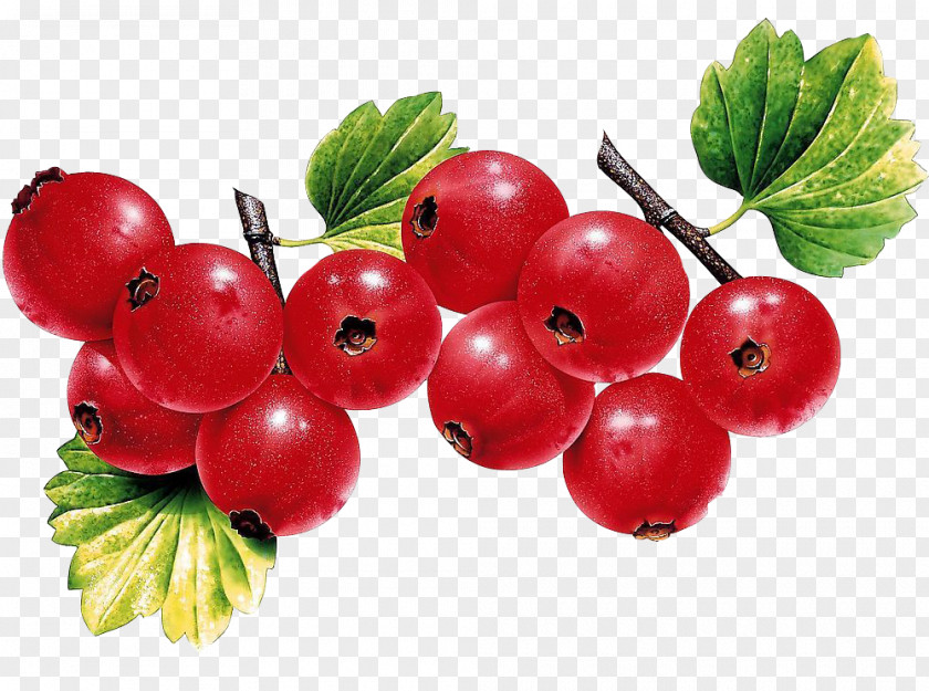 Berries Fruit Vegetable Grape Greens PNG