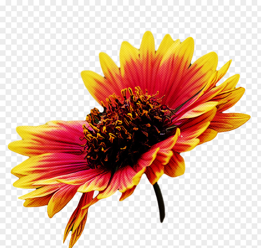 Blanket Flowers Transvaal Daisy Coneflower Cut Chrysanthemum PNG