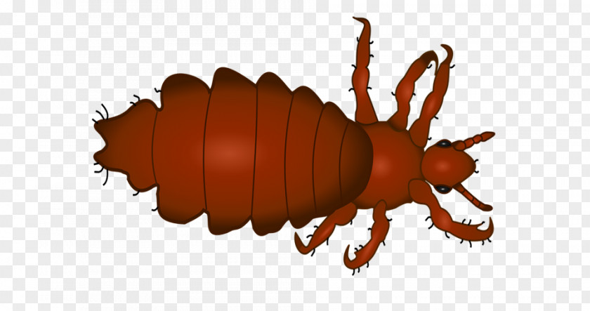 Claw Ground Beetle Crab Cartoon PNG
