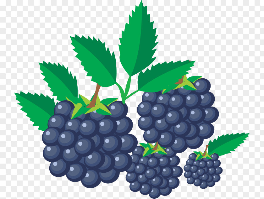 Grape Blackberry Fruit PNG