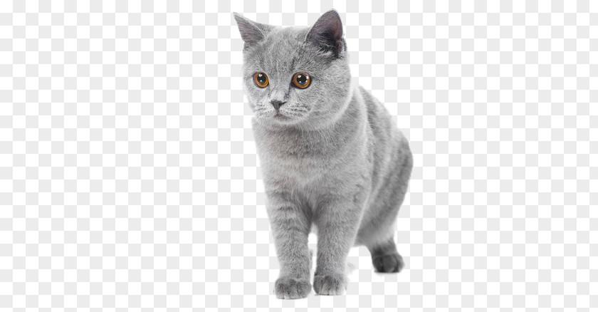 Gray Kitten British Shorthair Abyssinian Russian Blue PNG