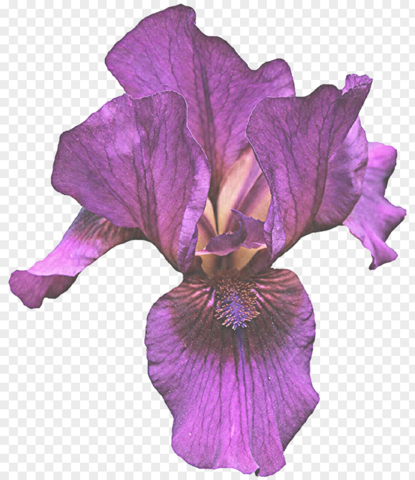 Orris Root Cut Flowers Flowering Plant Flower Petal Purple Violet PNG