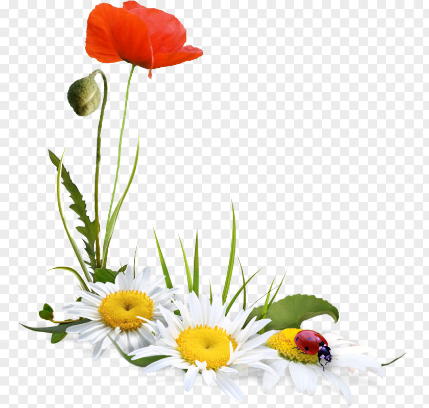 Poppy Family Corn Flower Plant Cut Flowers Petal Chamomile PNG