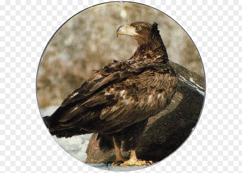 Bird Bald Eagle Of Prey White-tailed Buzzard PNG