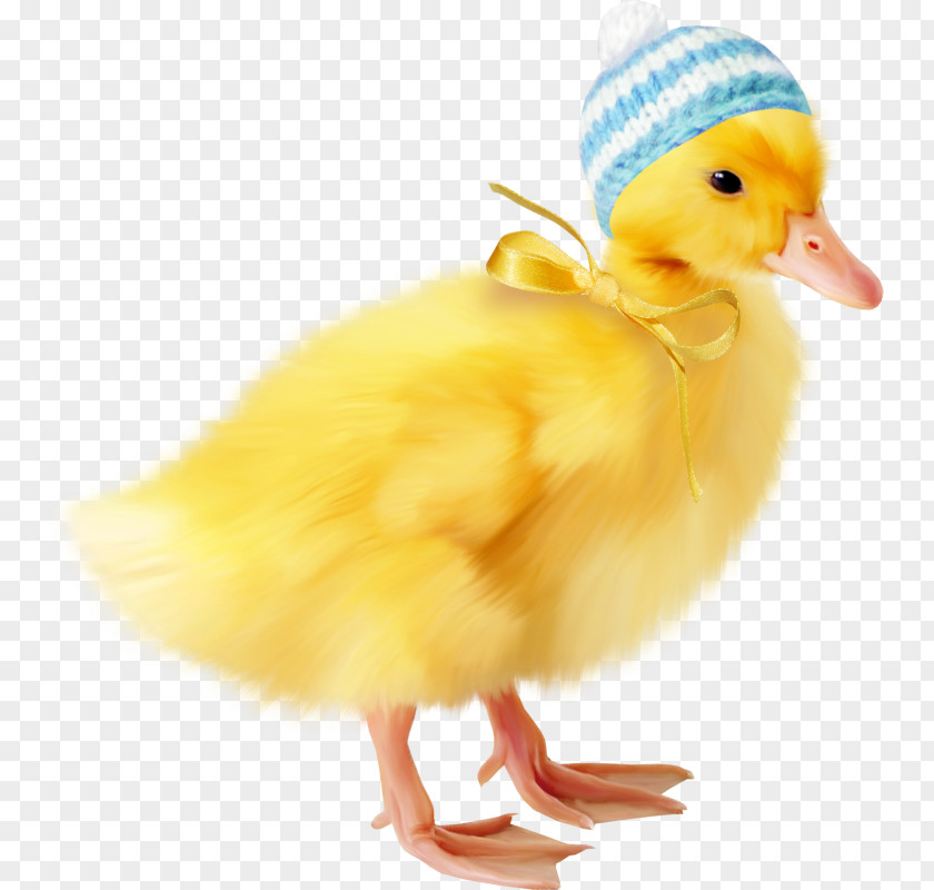 Duck Icon PNG