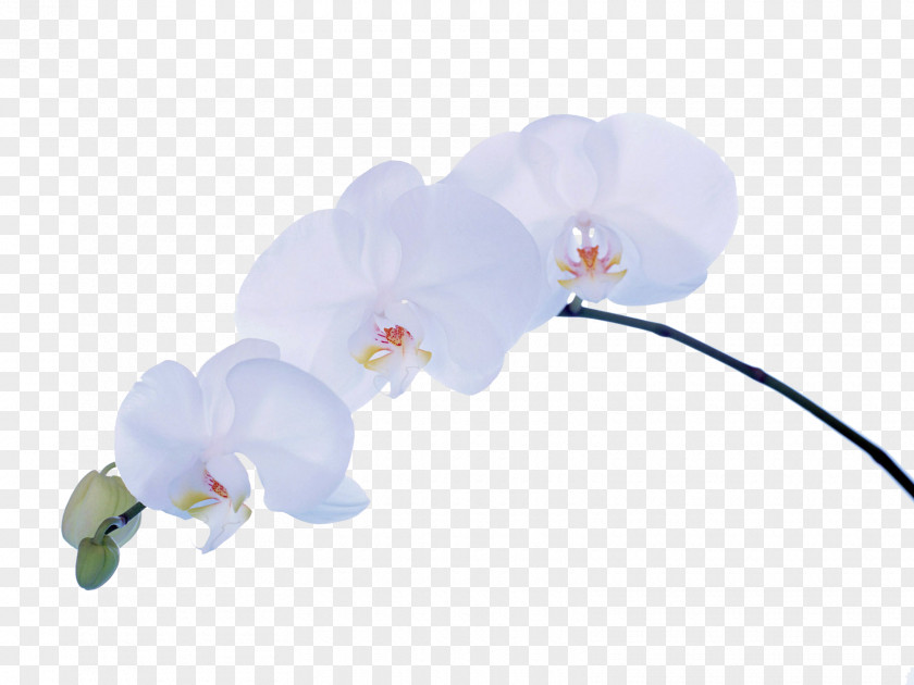 Flower Moth Orchids Desktop Wallpaper PNG