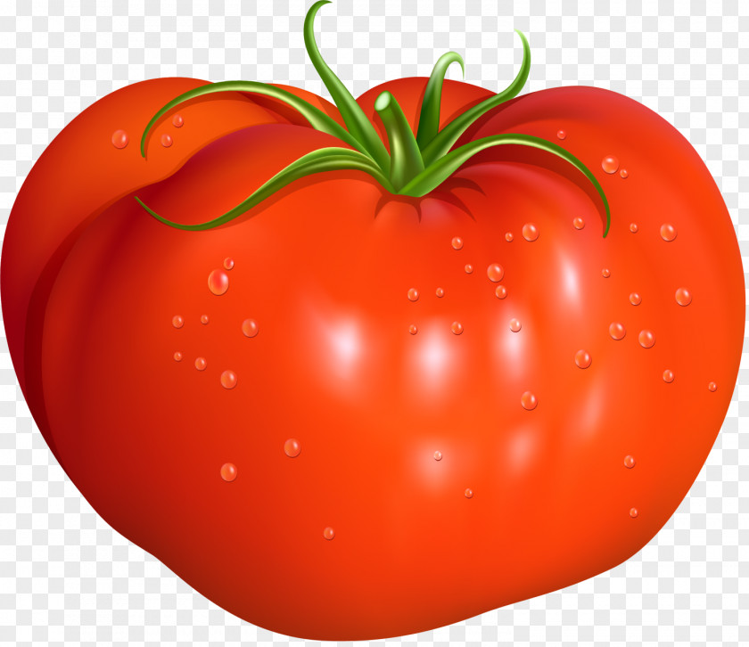 Red Concise Tomato Illustration PNG