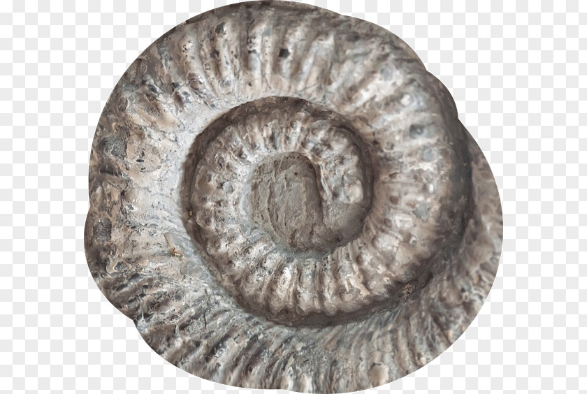 Seashell Fossil Ammonites Spiral Stock Photography PNG