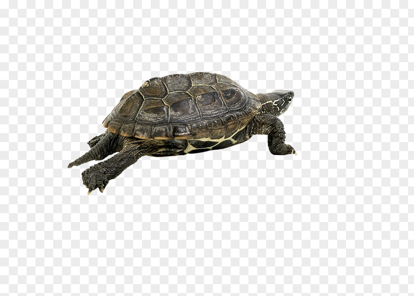 Xg Box Turtles Tortoise Metal PNG