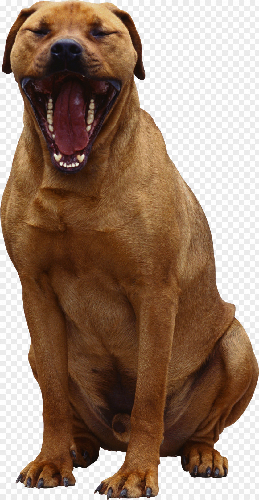 Cute Dog Ha PNG