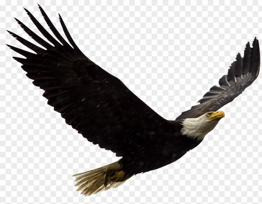 Eagle United States Bald Bird Of Prey PNG