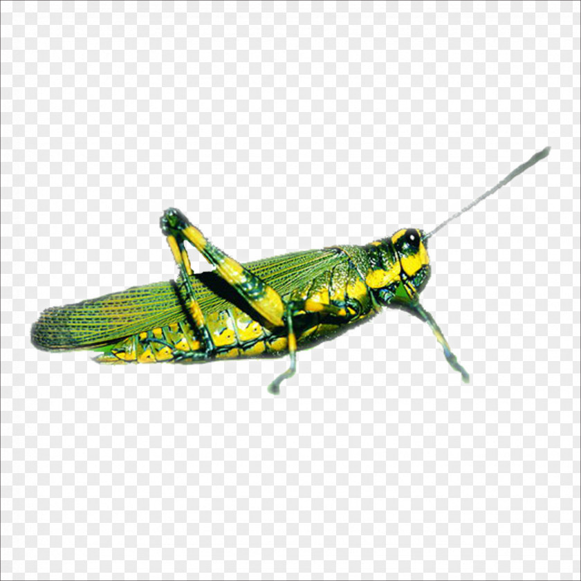 Grasshopper Insect Locust Caelifera PNG