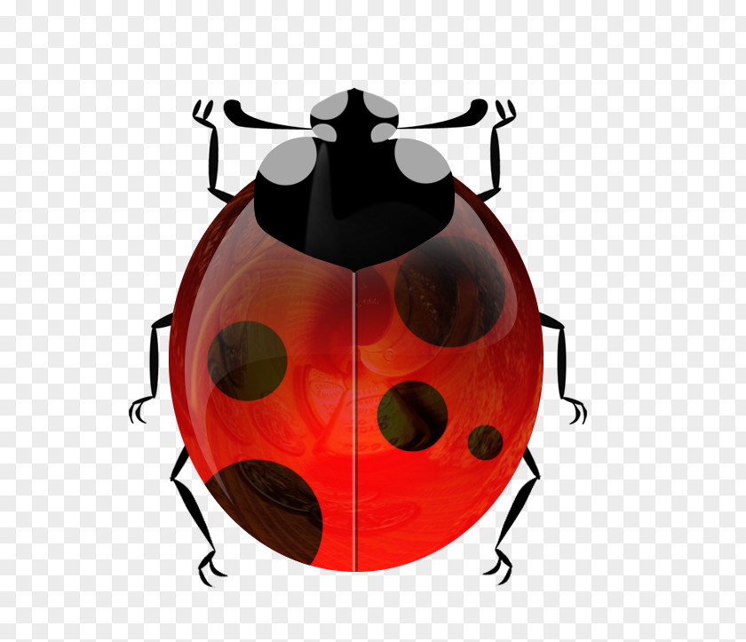 Ladybug Beetle Ladybird Elytron Coccinella Septempunctata PNG