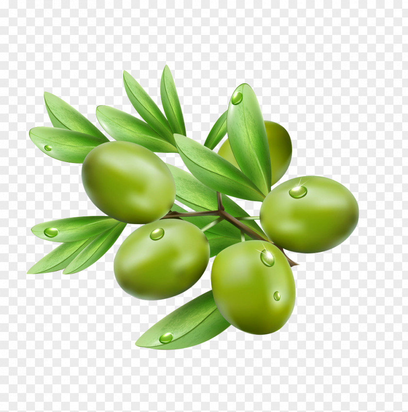 Olives Olive Leaf Illustration PNG