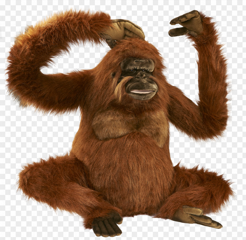 Orangutan Gorilla Bornean Icon PNG