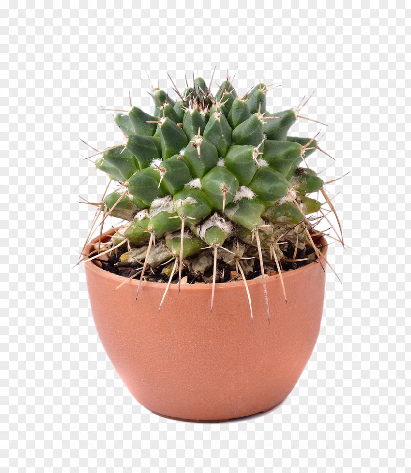 Potted Cactus Cactaceae Euclidean Vector Flowerpot PNG