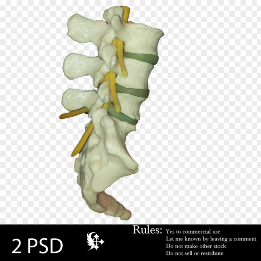 Spine Model DeviantArt Vertebral Column Joint PNG