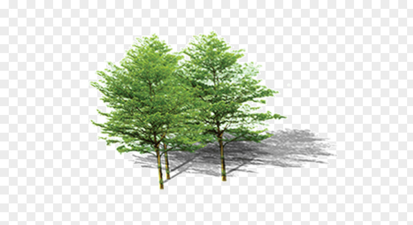 Tree Pine Plant Computer File PNG