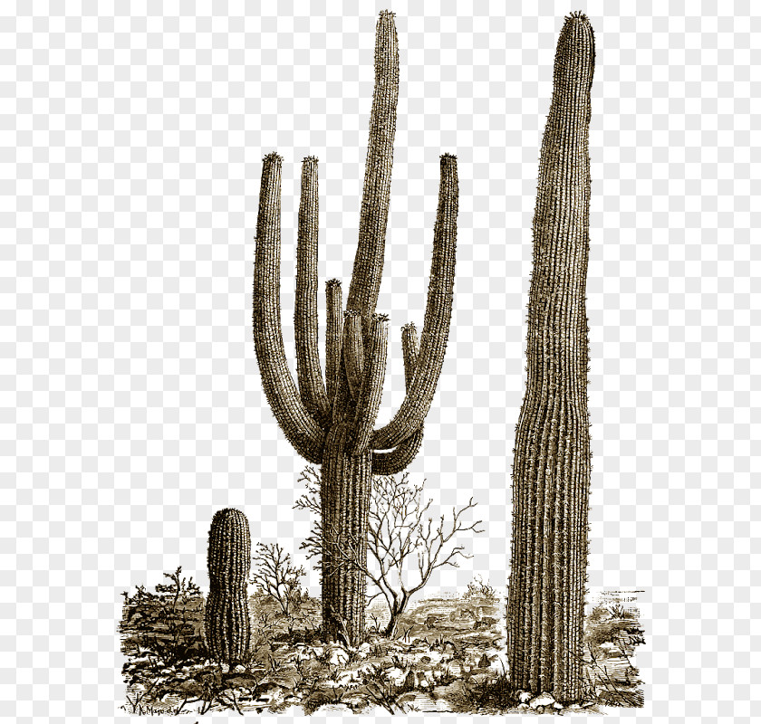 Cactus Saguaro National Park Clip Art PNG