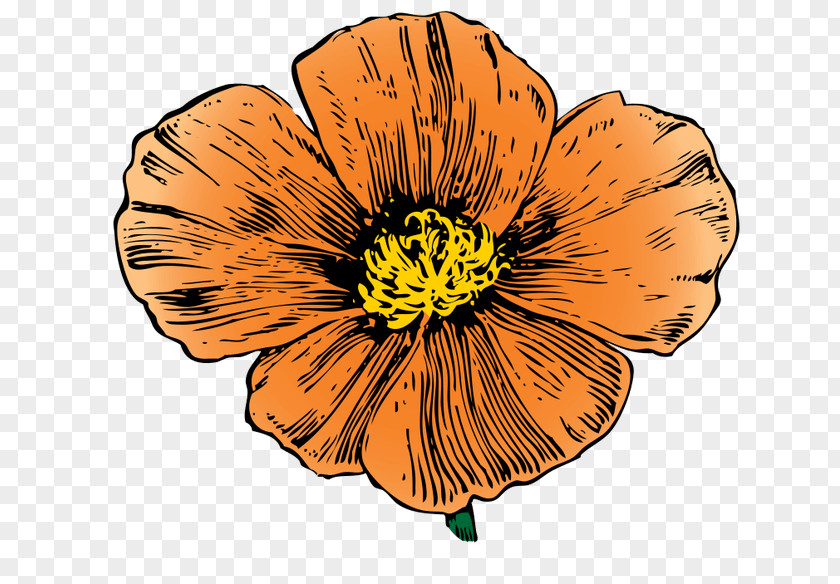 California Poppy Drawing Clip Art PNG