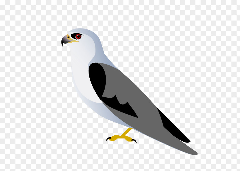 Eagle Fauna Seabird Beak Feather PNG