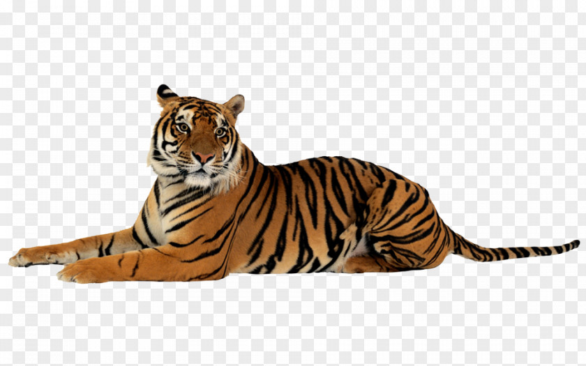 Tiger Felidae Clip Art PNG