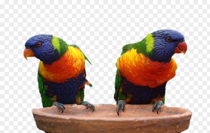 Bird Perroquet Parrot Australia True Macaws PNG