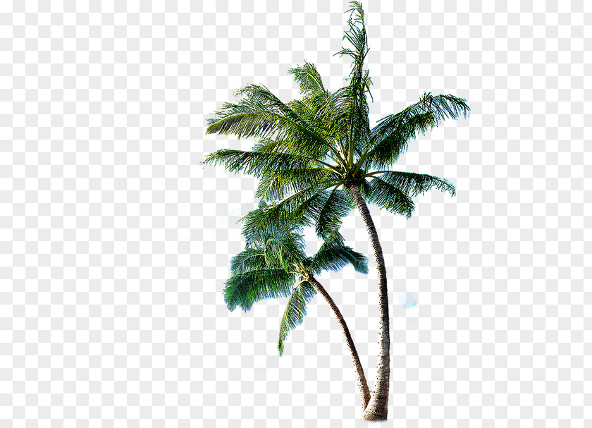 Coconut Arecaceae TV Tuner Cards & Adapters Dongle PNG