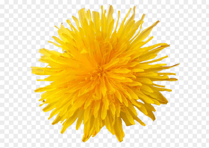 Dandelion Common Flower Clip Art PNG