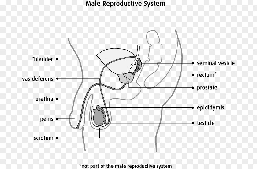 Man Male Reproductive System Scrotum Testicle Anatomy PNG